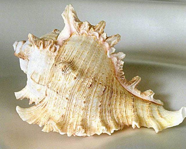 seashell